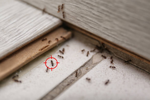 Best Best Pest Control Companies  in Winthrop, IA